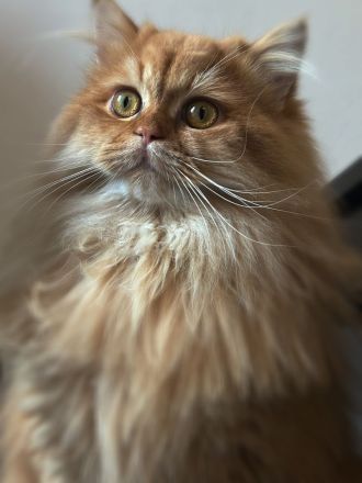 Liebevoller BKH/BLH Kater sucht neues Zuhause