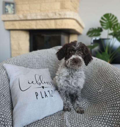 LAGOTTO Welpe