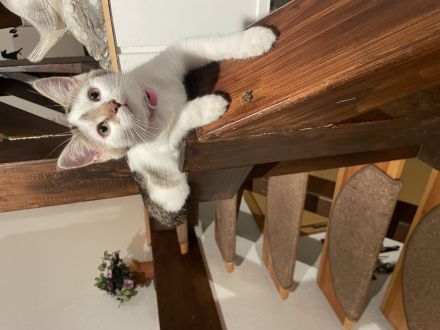 2 liebevolle Katzen abzugeben