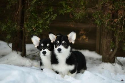 Welsh Corgi Pembroke Welpe, Tricolor, FCI