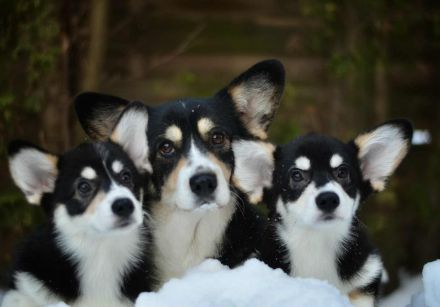 Welsh Corgi Pembroke Welpe, Tricolor, FCI