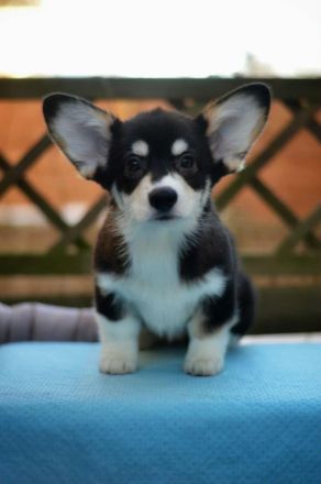 Welsh Corgi Pembroke Welpe, Tricolor, FCI