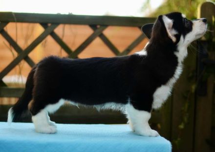 Welsh Corgi Pembroke Welpe, Tricolor, FCI