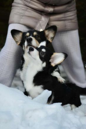 Welsh Corgi Pembroke Welpe, Tricolor, FCI