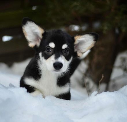 Welsh Corgi Pembroke Welpe, Tricolor, FCI