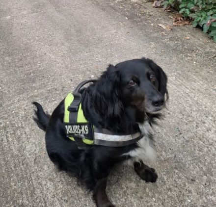 Liebe Mischlingshündin