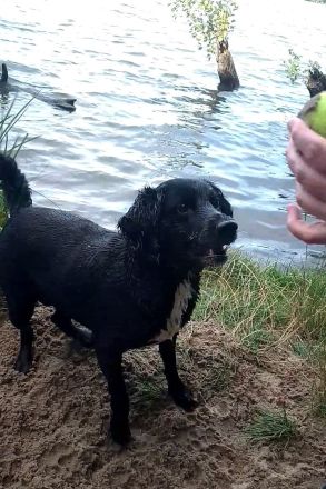 Liebe Mischlingshündin