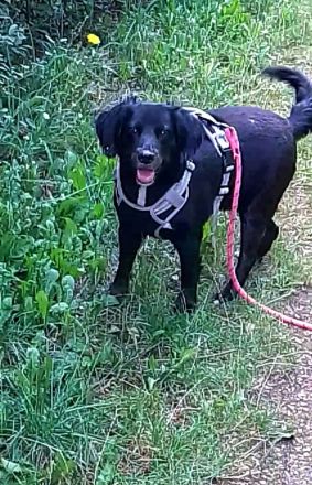 Liebe Mischlingshündin