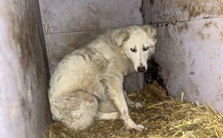 Vila: Für Menschen, die verstehen, dass Vertrauen Zeit braucht