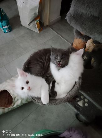 Mein Coon xxl