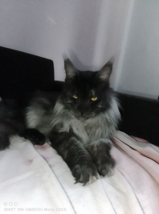 Mein Coon xxl