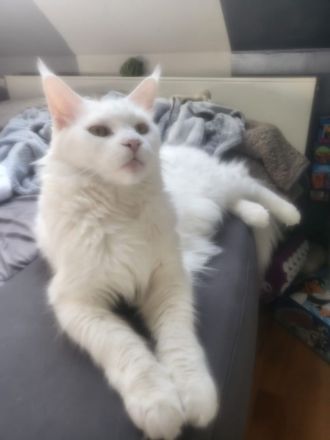 Mein Coon xxl