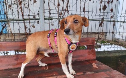 Zarte Seele Chara sucht Menschen mit großem Herzen