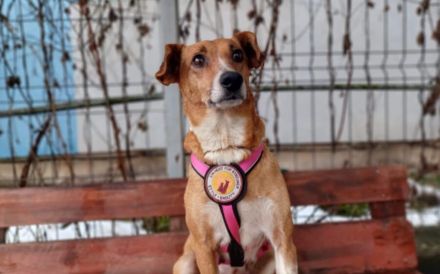 Zarte Seele Chara sucht Menschen mit großem Herzen