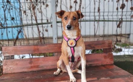 Zarte Seele Chara sucht Menschen mit großem Herzen