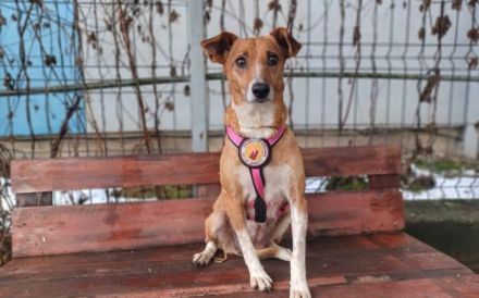 Zarte Seele Chara sucht Menschen mit großem Herzen