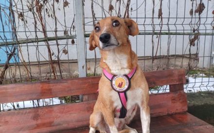 Zarte Seele Chara sucht Menschen mit großem Herzen