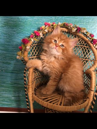 Prächtige XL Maine Coon Kitten mit seidigem Fell und Stammbaum