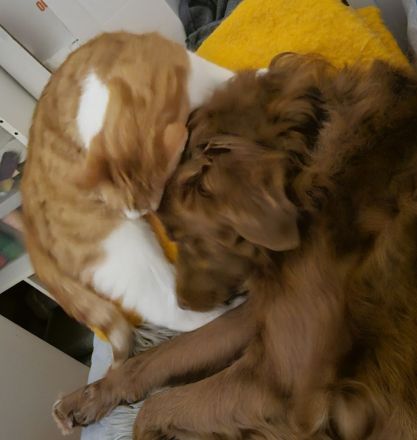 BKH Norwegische Waldkatze Mix Kater sucht neues zu Hause