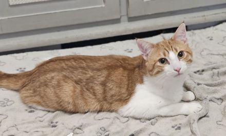 BKH Norwegische Waldkatze Mix Kater sucht neues zu Hause