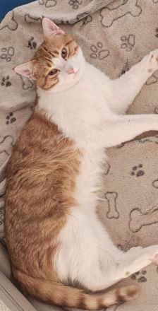 BKH Norwegische Waldkatze Mix Kater sucht neues zu Hause