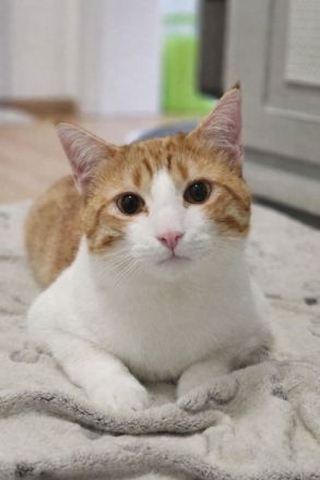 BKH Norwegische Waldkatze Mix Kater sucht neues zu Hause