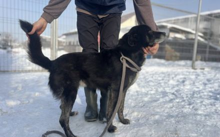 Freundliche Schmusebacke Peer sucht Körbchen