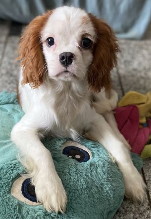 Cavalier King Charles Spaniel Welpen, Rüden mit Papieren