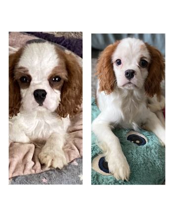 Cavalier King Charles Spaniel Welpen, Rüden mit Papieren
