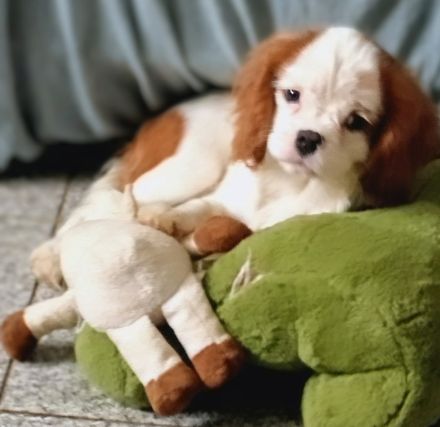 Cavalier King Charles Spaniel Welpen, Rüden mit Papieren