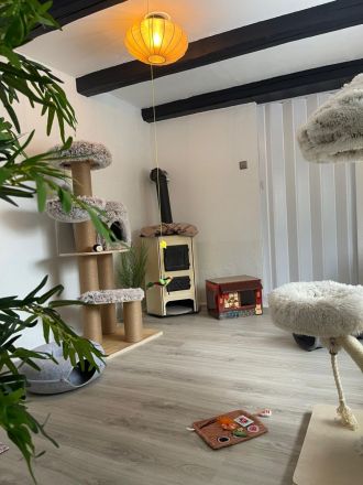 Samtpfoten Residenz- Katzenpension