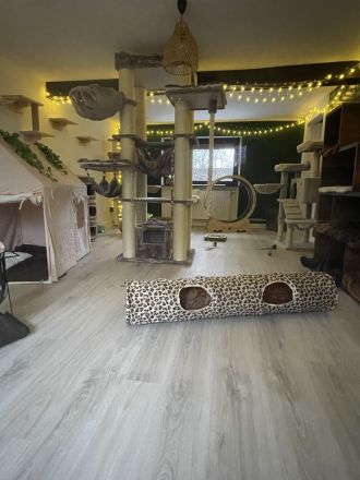 Samtpfoten Residenz- Katzenpension