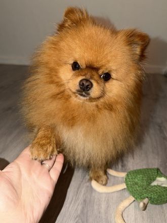Deckrüde Teddy Pomeranian
