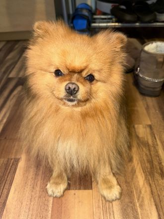 Deckrüde Teddy Pomeranian