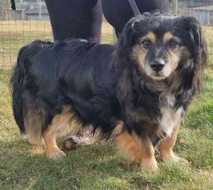 Buddy, Mischling, geb. 2018, hundeverträglich