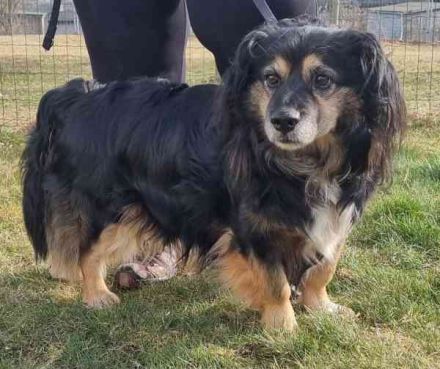 Buddy, Mischling, geb. 2018, hundeverträglich