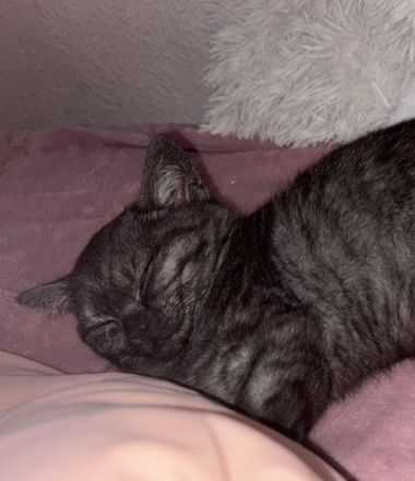 12 Wochen alte Kätzchen