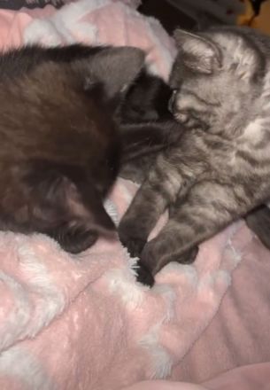 12 Wochen alte Kätzchen