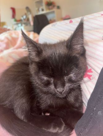 12 Wochen alte Kätzchen