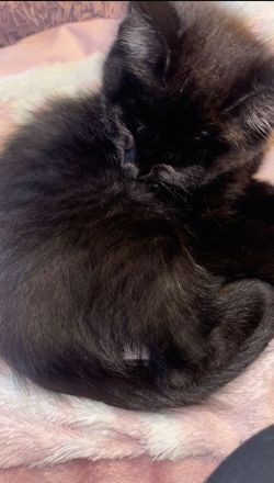 12 Wochen alte Kätzchen