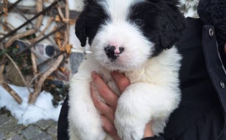 Rollt den Teppich aus für Franz Josef