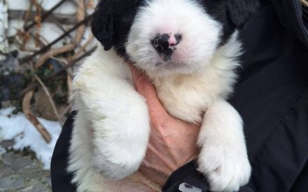 Rollt den Teppich aus für Franz Josef