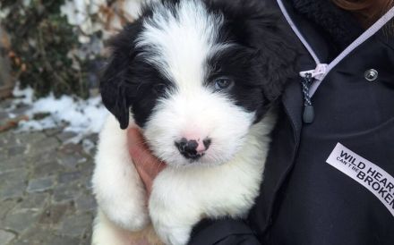 Rollt den Teppich aus für Franz Josef