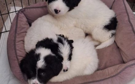 Rollt den Teppich aus für Franz Josef