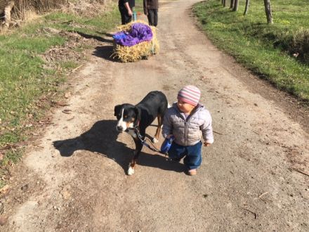Appenzeller Sennenhund Welpen, reinrassig, havanna und tricolor, geimpft, gechipt und entwurmt