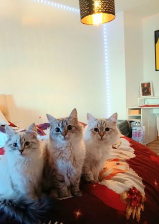 Hallo wir verkaufen unsere 3 katzen
