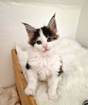 Maine Coon Kitten Mädchen mit Stammbaum aus N/N Verpaarung