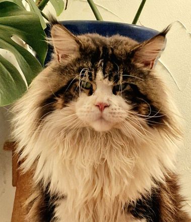 Maine Coon Kitten Mädchen mit Stammbaum aus N/N Verpaarung