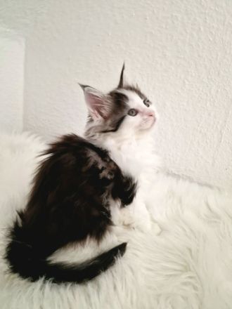 Maine Coon Kitten Mädchen mit Stammbaum aus N/N Verpaarung