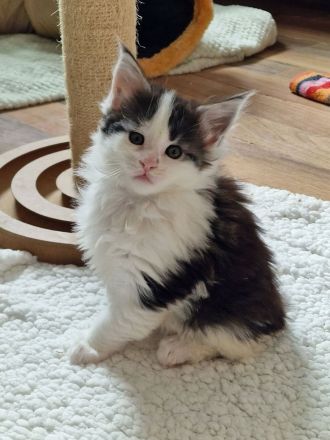 Maine Coon Kitten Mädchen mit Stammbaum aus N/N Verpaarung